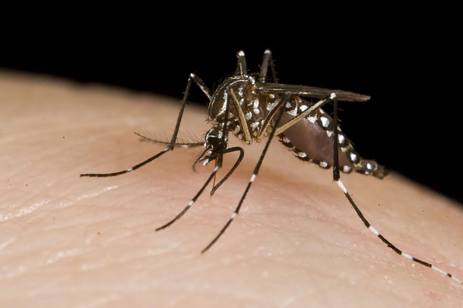 The threat of mosquito-borne diseases, such as Eastern equine encephalitis virus, are significantly less of a threat in Massachusetts due to dropping temperatures. COURTESY OF FLICKR