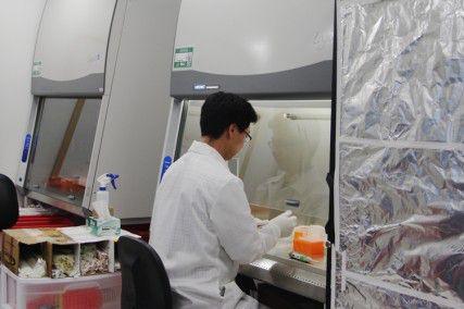 Postdoctorate scholar Albert Keung works at the Tissue Centre of the renovated biology lab in the Life Science and Engineering Building. PHOTO BY AASTHA CHHABRA/DAILY FREE PRESS STAFF 