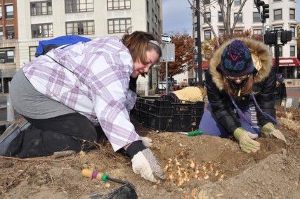 Brenda and Taylor MacHarrie from Arlington plant daffodils to commemorate the Boston Marathon bombing victims Saturday morning in Kenmore Square. PHOTO BY LAURA VERKYK/DAILY FREE PRESS STAFF