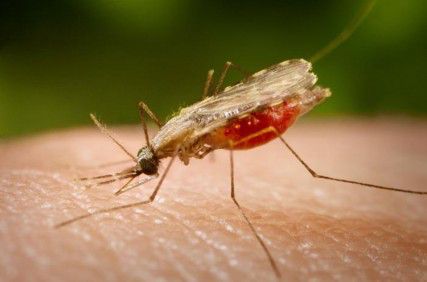 Researchers from the Harvard School of Public Health and the University of Perugia in Italy discovered a male sex hormone that affects egg production in Anopheles gambiae, a species of mosquito. This new discovery may someday minimize the spread of malaria. PHOTO COURTESY OF CDC.GOV  