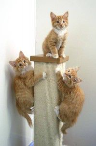 Kittens play in the “Kitten Room” at the Gifford Cat Shelter. Last year, 110 kittens were adopted. PHOTO COURTESY OF COREY BITHER