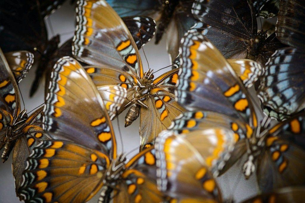 BU, MSU researchers zero in on genetic roots in butterflies