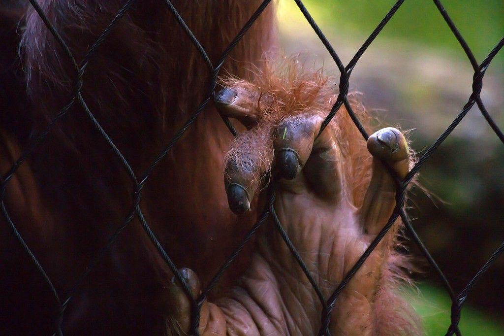 More than 8,000 monkeys are being used for research in Massachusetts. PHOTO VIA WIKIMEDIA COMMONS