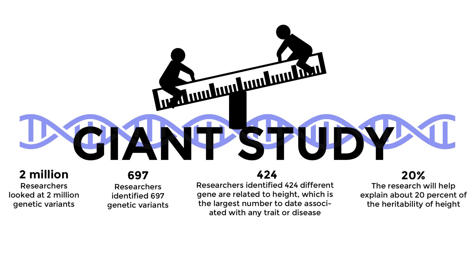 After analyzing the genomes of more than 250,000 subjects, researchers at Boston Children’s Hospital have identified 400 different regions on the human genome related to height. GRAPHIC BY SAMANTHA GROSS/DAILY FREE PRESS STAFF