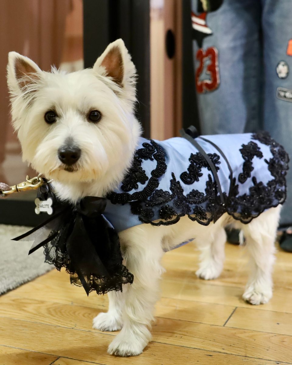 Charlotte, School of Fashion Design Senior Instructor Daniel Faucher’s dog, strutting her ensemble created by Faucher. SFD hosted a doggie fashion show followed by a silent auction as part of Boston Fashion Week. 