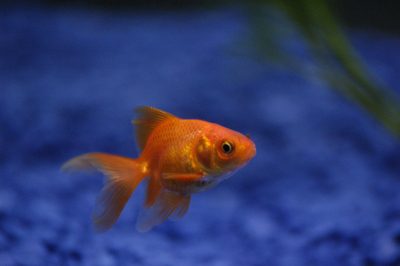 goldfish in a fish tank