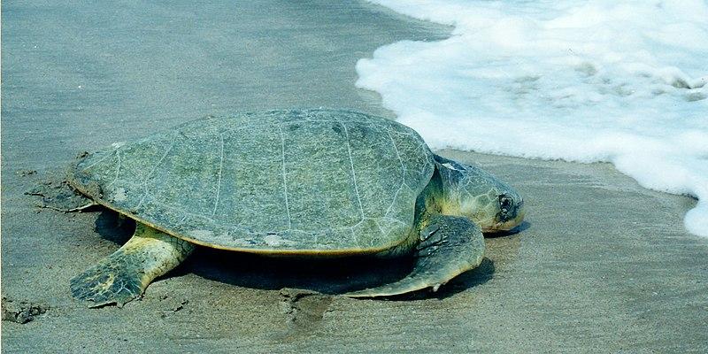 Kemp’s ridley sea turtle. The New England Aquarium rescued 66 cold-stunned sea turtles on Cape Cod beaches as of Thursday. COURTESY OF WILLIAM L. FARR VIA WIKIMEDIA COMMONS