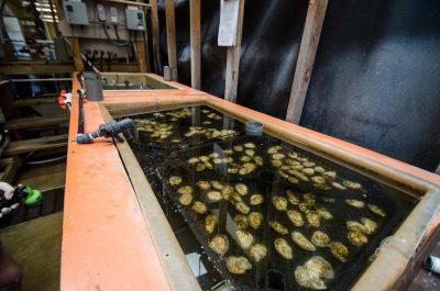 mollusk marine science lab