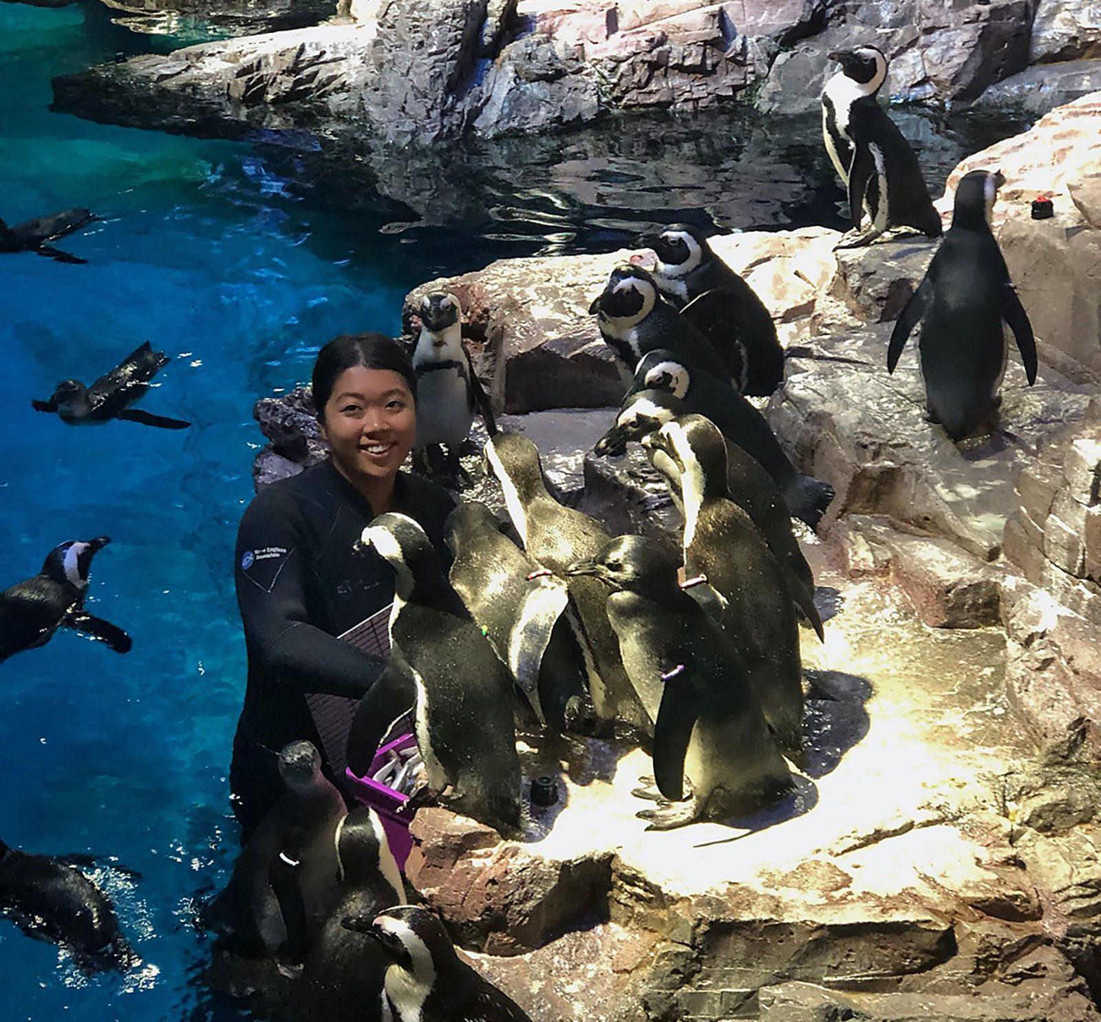 Diane Hwangpo (CAS ‘22) in the Giant Ocean Tank surrounded by penguins at the New England Aquarium, where she spent the past summer interning. COURTESY OF DIANE HWANGPO