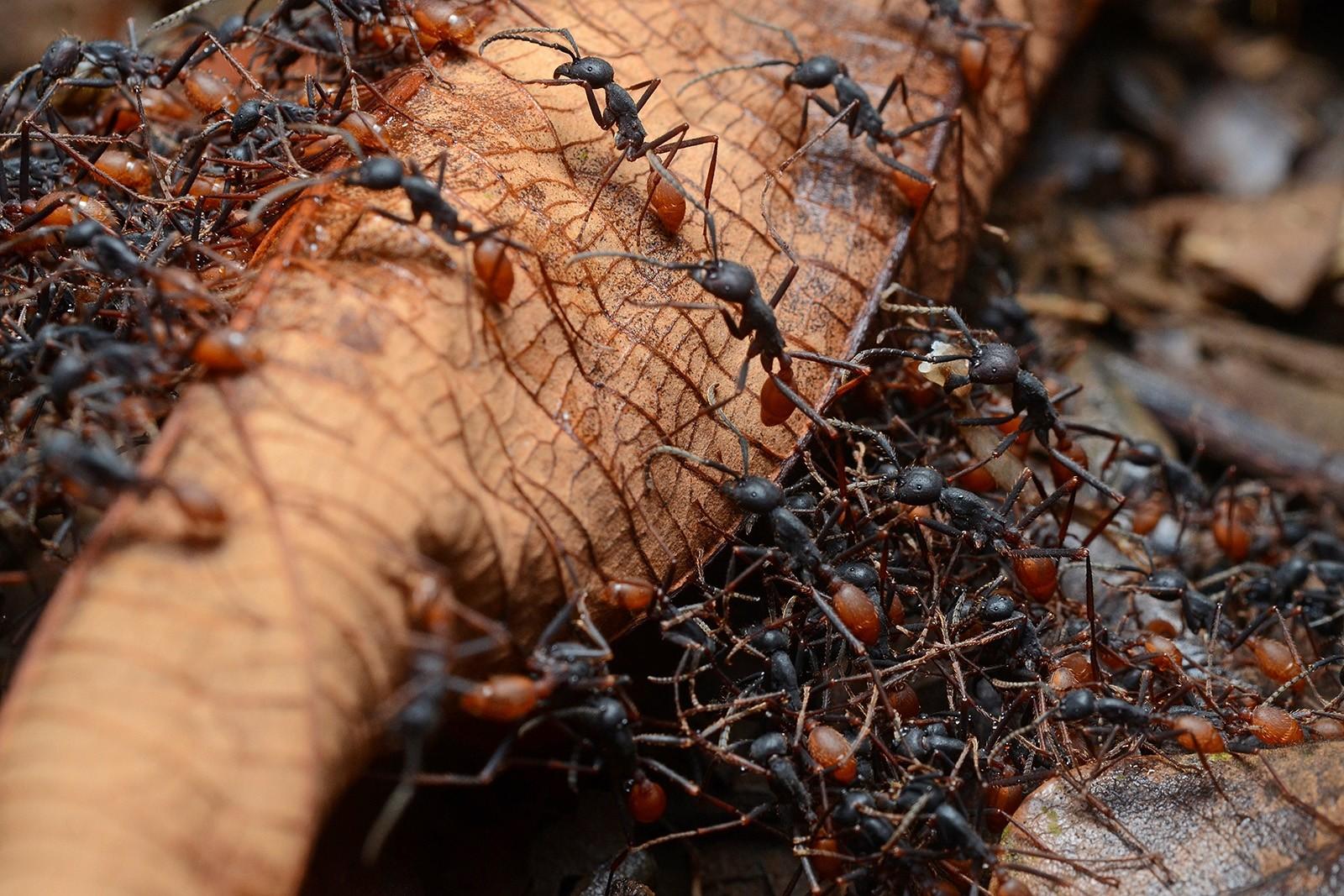 Boston University researcher James Traniello and his team are studying the behaviors of two species of ants to understand human social behavior. PHOTO BY GEOFF GALLICE/WIKIMEDIA
