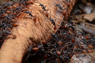 Boston University researcher James Traniello and his team are studying the behaviors of two species of ants to understand human social behavior. PHOTO BY GEOFF GALLICE/WIKIMEDIA 