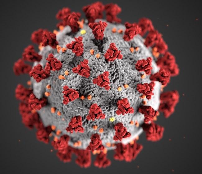 The coronavirus, also known as COVID-19, is transmitted through respiratory droplets and can cause a spectrum of symptoms, including fever, dry cough and breathing complications. COURTESY CENTERS FOR DISEASE CONTROL