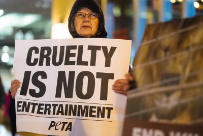 In opposition to the opening of the Ringling Bros. circus at TD Garden, a small group of PETA protestors on Thursday brought attention to the alleged poor treatment of tigers. PHOTO BY BRIAN SONG/ DAILY FREE PRESS STAFF