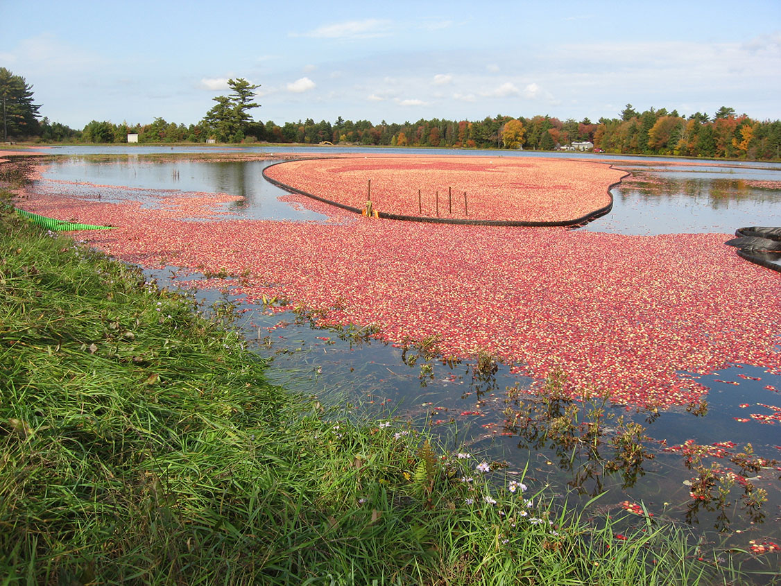 Bog Naturals