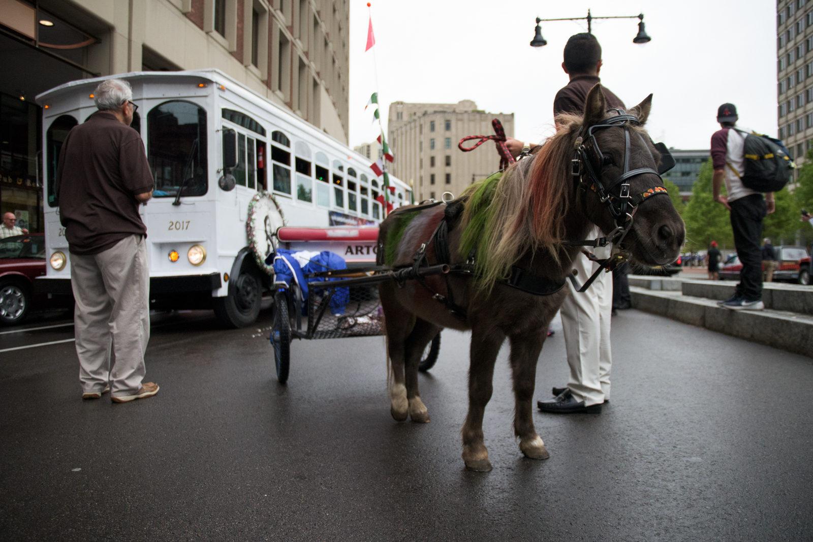 A pony with a dyed mane to reflect the flag of Italy attends the Columbus Day Parade outside of City Hall Sunday afternoon. PHOTO BY CHLOE GRINBERG/ DAILY FREE PRESS STAFF