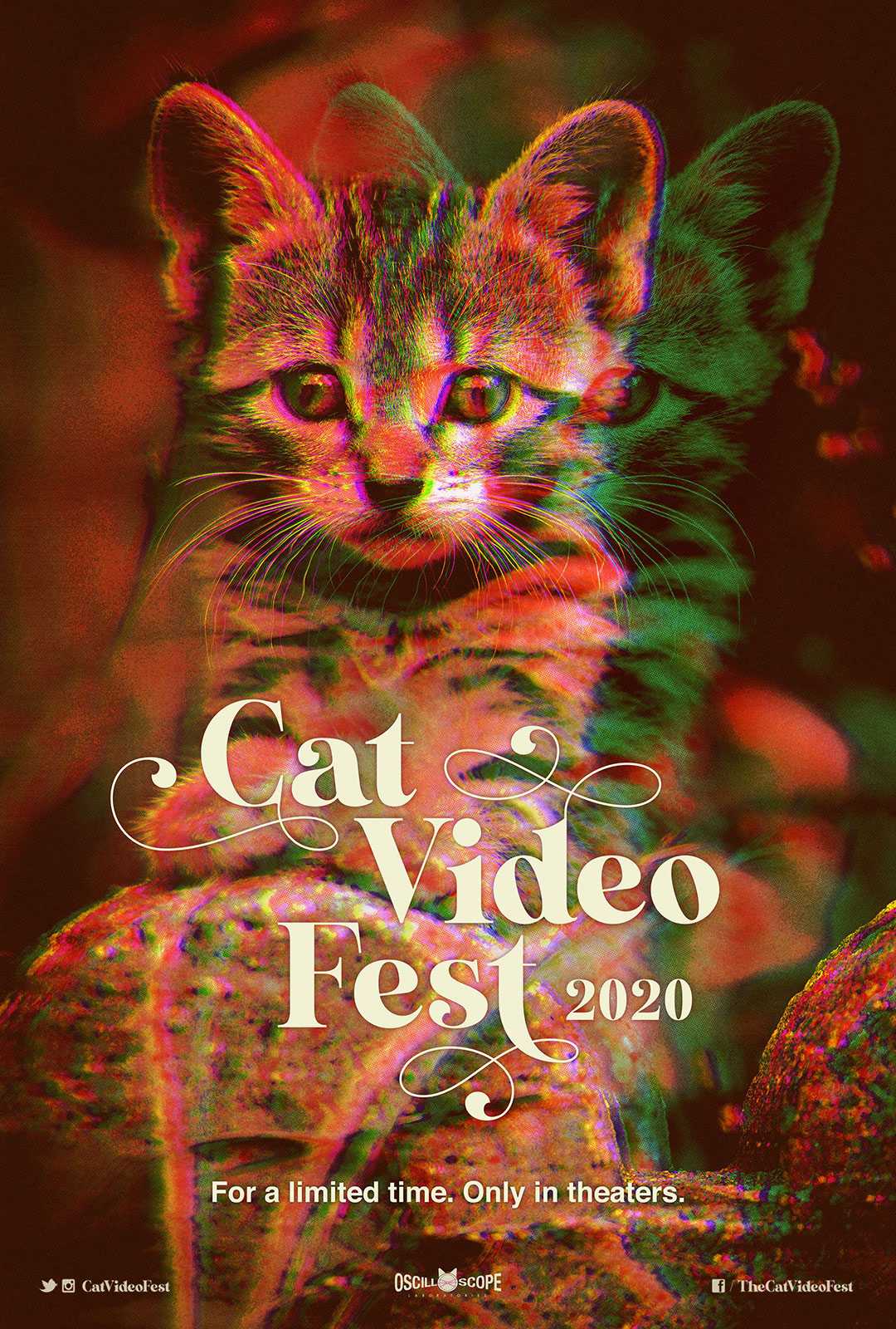 The 2020 Cat Video Fest, a compilation of cat videos, was screened at Coolidge Corner Theatre in Brookline Sunday to raise money for local cat shelters and charities. COURTESY OF CAT VIDEO FEST
