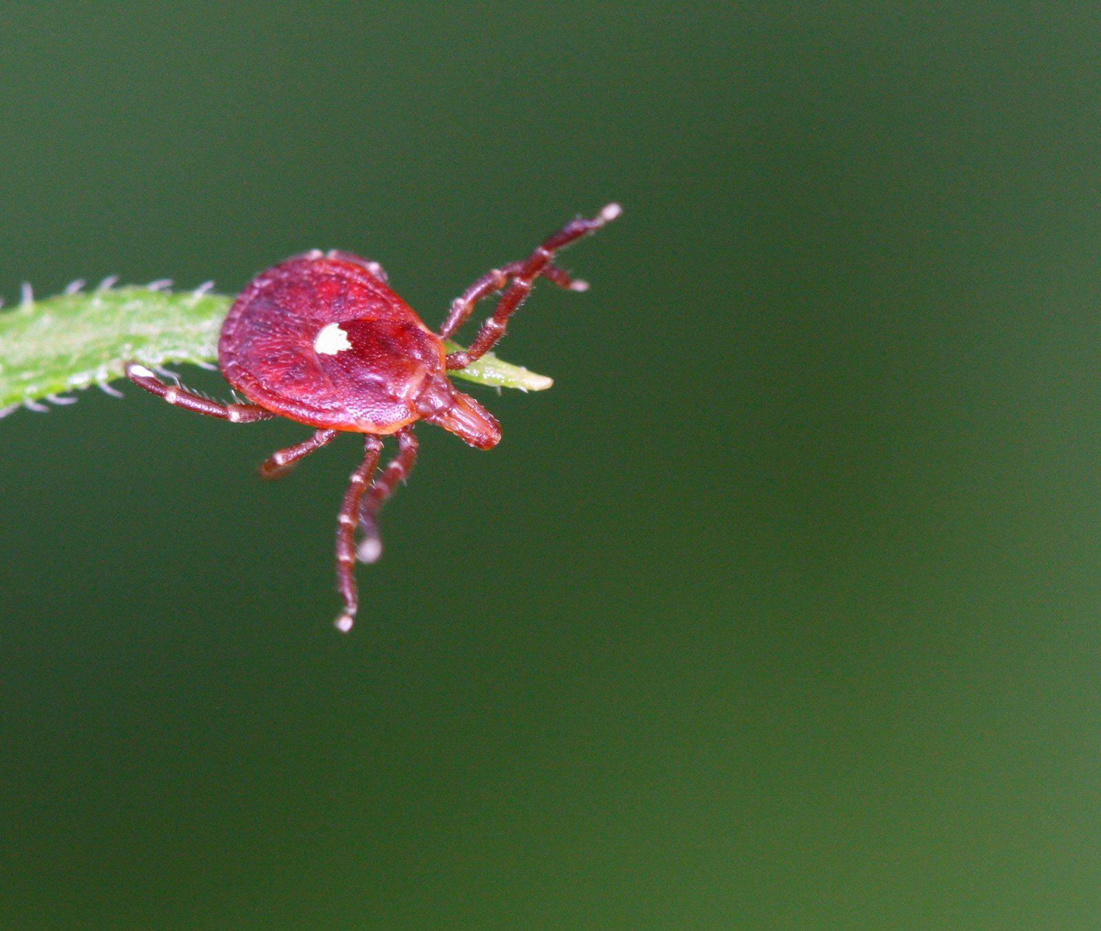 The lone star tick, a species of tick whose bite reportedly causes an allergy to red meat, has become more widespread in the northeastern U.S. recently partly due to the effects of climate change. COURTESY OF ANTHONY ZUKOFF VIA FLICKR