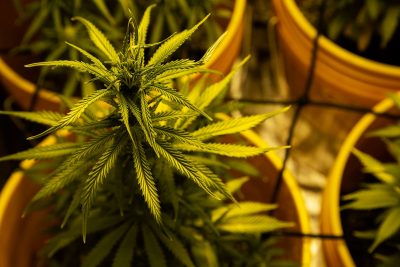 Cannabis plant growing in a greenhouse