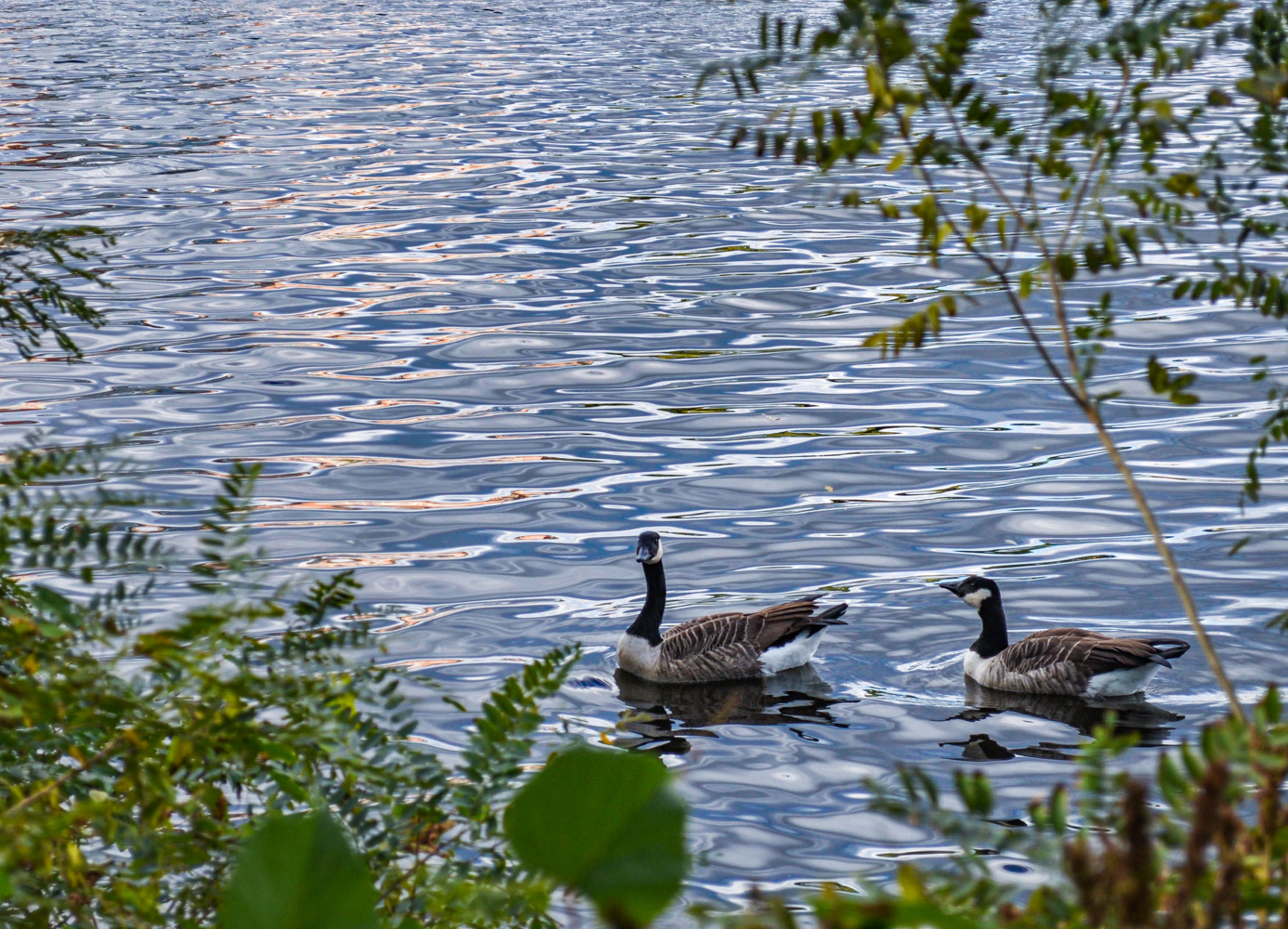 Geese on the Charles River