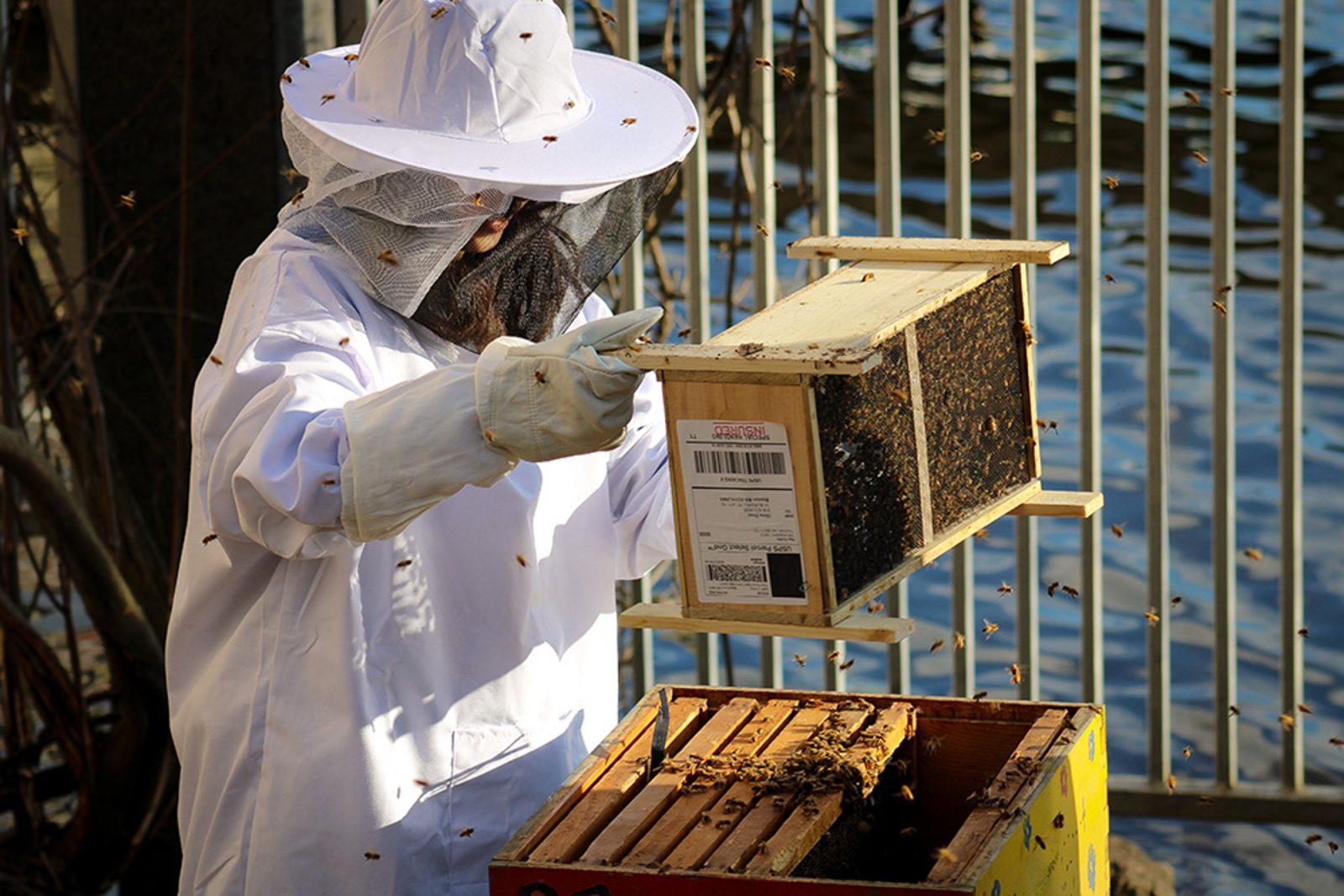 A member of Boston University’s Beekeeping Club handles a beehive in May 2022. The Beekeeping Club is struggling to find a safe location for their hive. COURTESY OF COLLEEN RATH