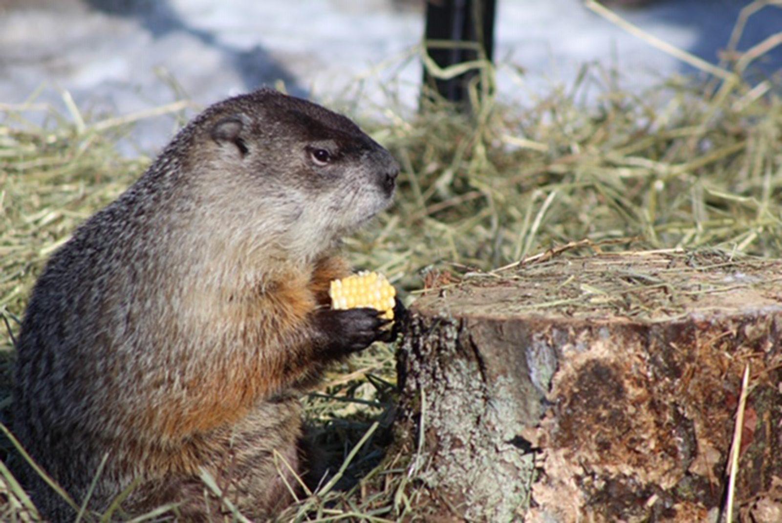 Ms. G, Massachusetts’ official groundhog, saw her shadow on Groundhog day meaning that there will be six more weeks of winter. COURTESY OF MASS AUDUBON