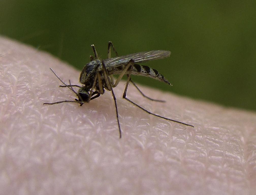 A mosquito. Boston is officially at high risk for receiving the West Nile Virus, according to the Massachusetts Department of Public Health. COURTESY OF WILDTURKEY VIA WIKIMEDIA COMMONS