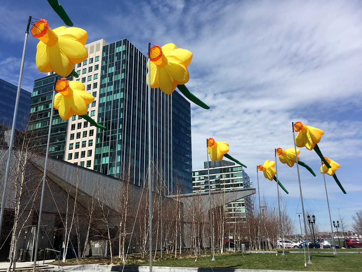 The Seaport is celebrating the unity of the Boston Marathon and the emergence of spring with a new outdoor art installation, “20 Knots: Daffodils for Boston.” SOPHIE PARK/ DFP STAFF