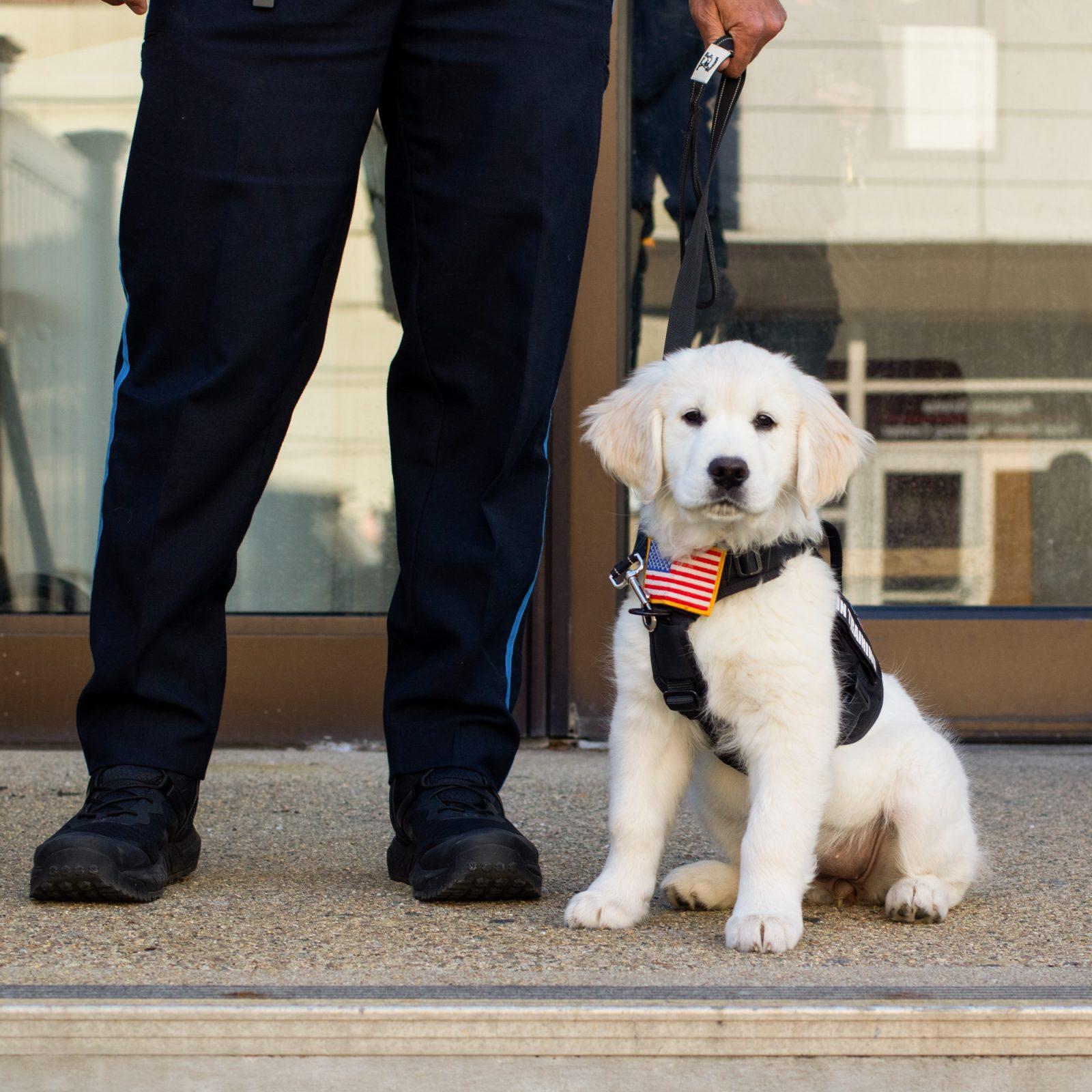 Boston University Police department’s new wellness dog, Bean, with handler Geovanni Chevere. HOLLY GUSTAVSEN/DFP PHOTOGRAPHER