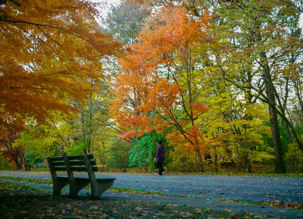 arnold arboretum