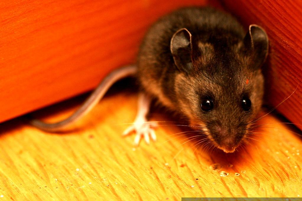 Students report mice, cockroach, bird feces in University residences