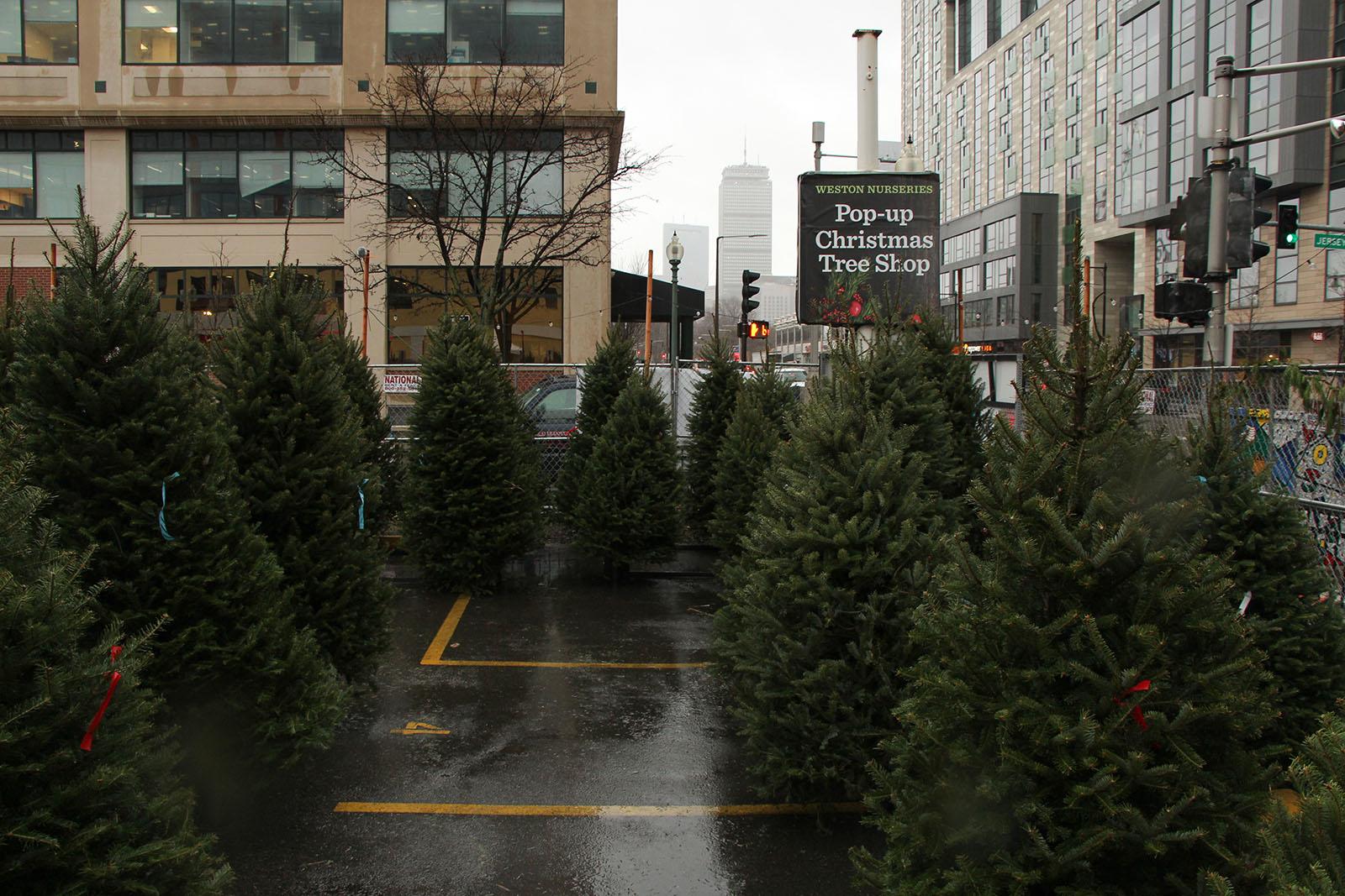 Weston Nurseries’ Pop-up Christmas Tree Shop. Patrons can visit the Boylston Street shop on Wednesdays through Sundays until Dec. 13, or until all trees are sold out. THALIA LAUZON/ DAILY FREE PRESS STAFF