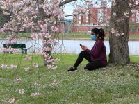 person sitting underneath a blooming tree on the charles river esplanade