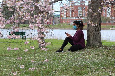 person sitting underneath a blooming tree on the charles river esplanade