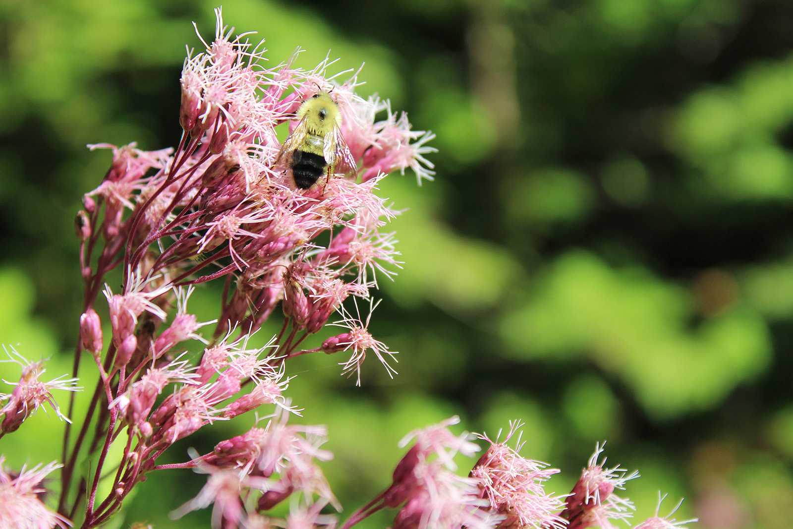 bee on a pink flower