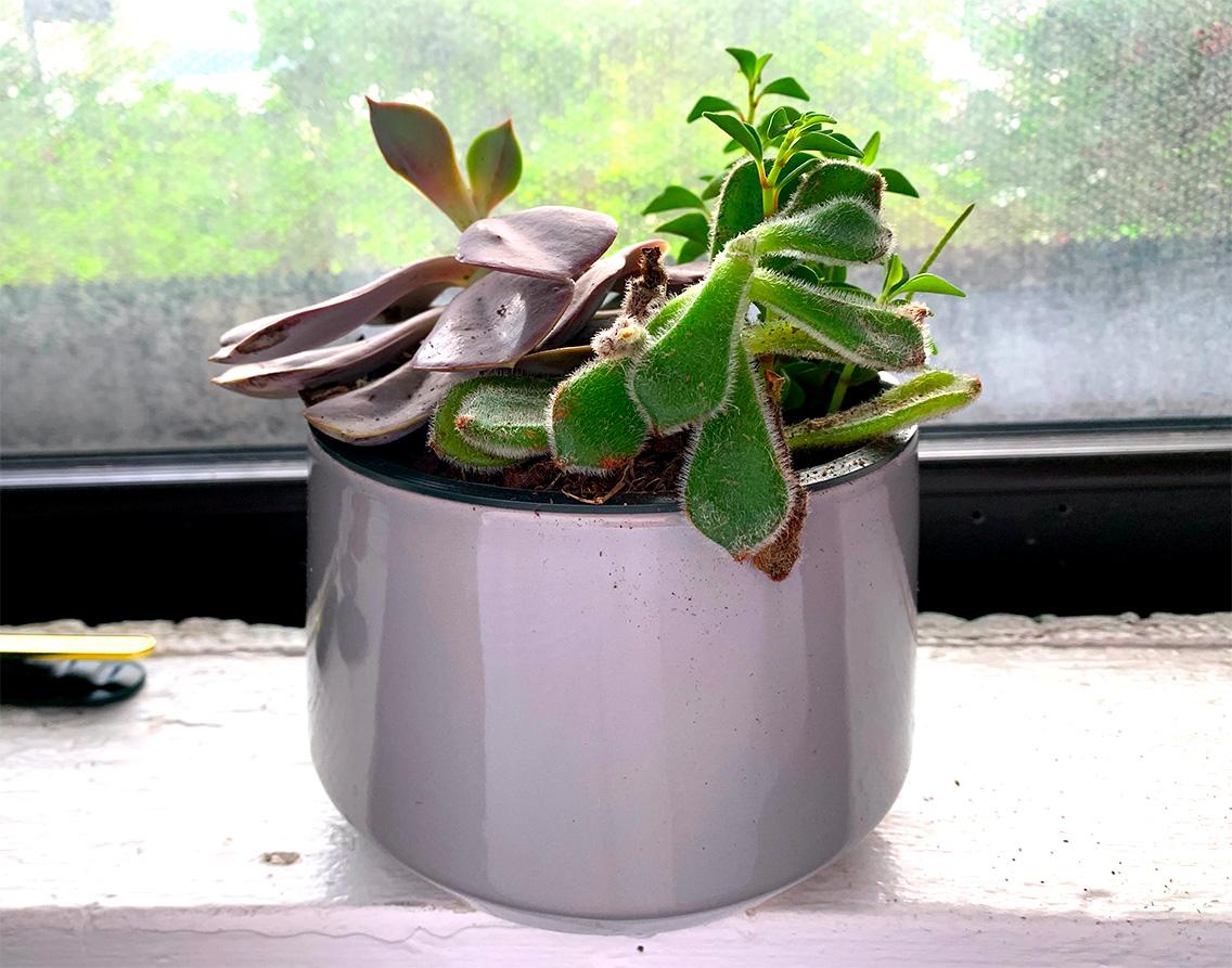 succulent plant