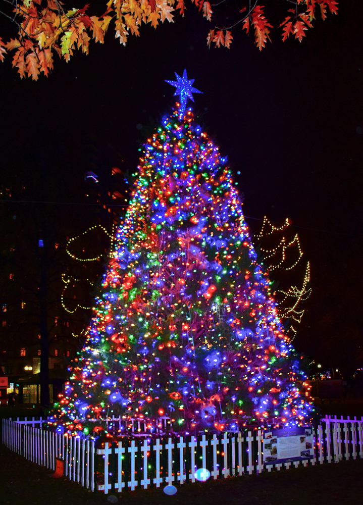 Christmas Tree Boston Common