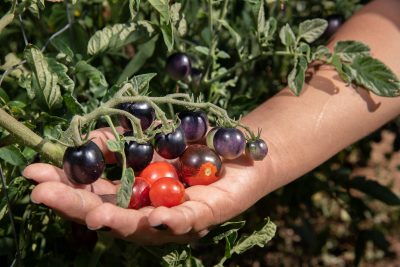 Garden tomatoes