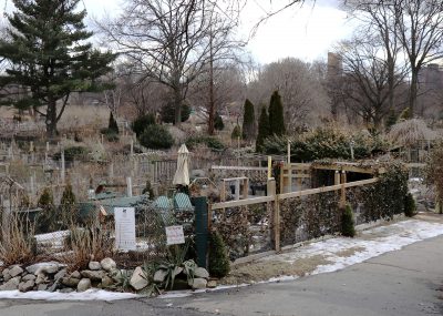 Fenway Victory Gardens - public garden