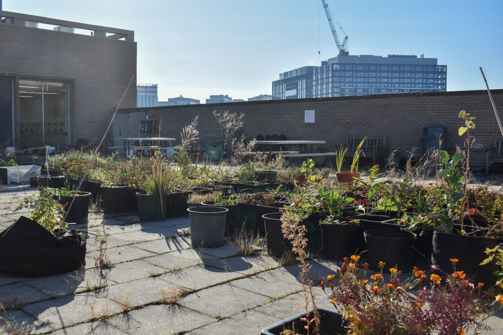 The Boston University Community Gardens Club’s rooftop garden on top of Warren Towers. Rooftop gardens provide multiple benefits, including decreasing temperatures in urban spaces, managing stormwater runoff and providing a space to grow produce. AVA RUBIN/DFP PHOTOGRAPHER

