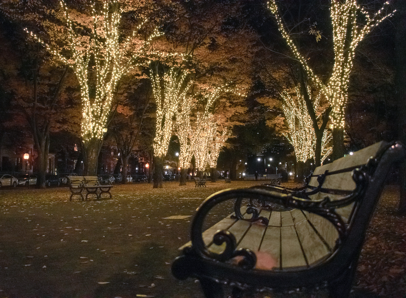 Comm Ave Lights