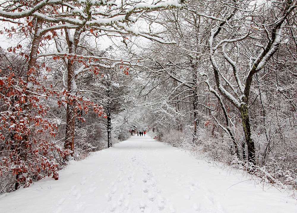 snowy cape cod park