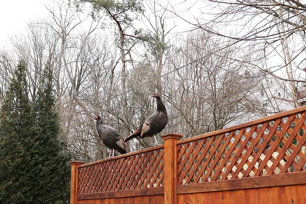 Turkeys on a fence in Brookline. Breeding season for wild turkeys results in increased activity for the birds across the state. SOPHIE PARK/ DFP STAFF 
