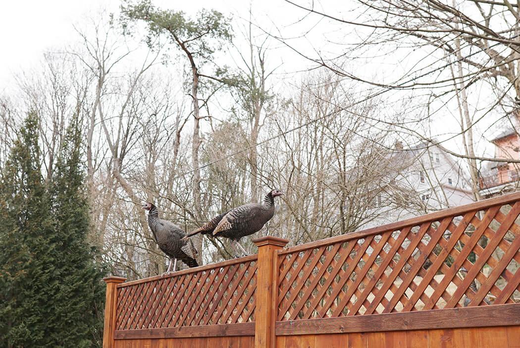 MassWildLife is considering raising Massachusetts’ annual limit on turkey hunting up from two birds per hunter to three birds. SOPHIE PARK/ DAILY FREE PRESS STAFF