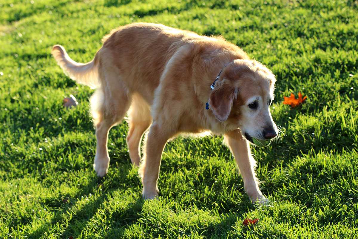 Boston Parks and Recreation announced Friday it plans to build a dog park in every city neighborhood. HANNAH YOSHINAGA/ DAILY FREE PRESS STAFF