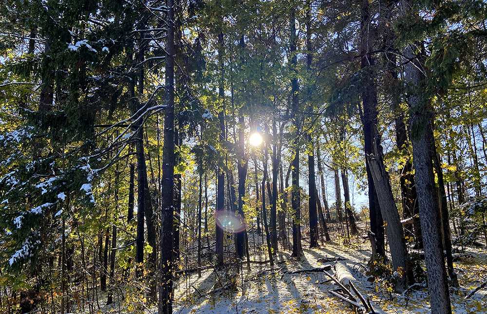 Boston Mayor Marty Walsh named two companies that will execute the City’s Urban Forest Plan last week. HANNAH YOSHINAGA/ DAILY FREE PRESS STAFF