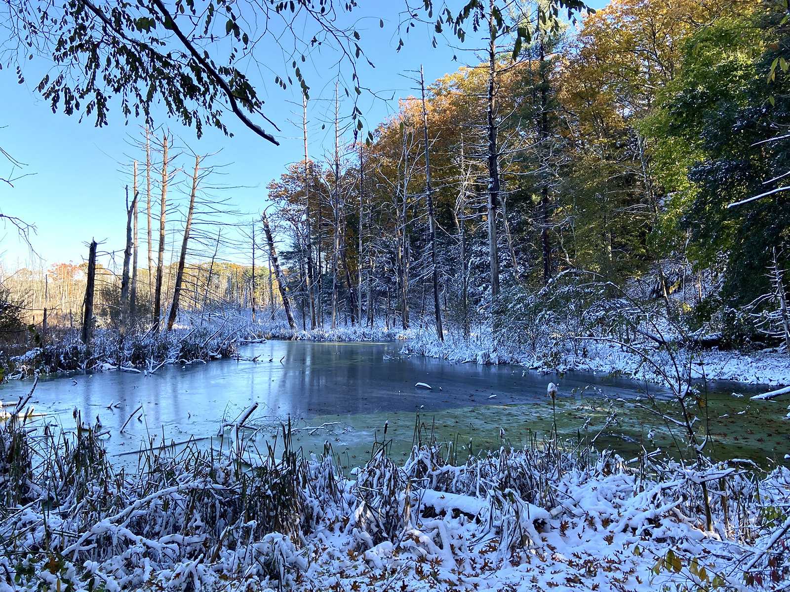 Wetlands in Concord, Massachusetts. The City of Boston recognized World Wetlands Day for the first time Tuesday. HANNAH YOSHINAGA/ DAILY FREE PRESS STAFF