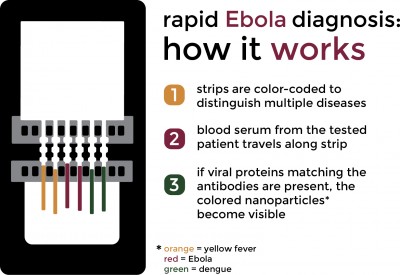 Massachusetts Institute of Technology researchers designed a device to detect Ebola in 10 minutes by taking blood. GRAPHIC BY ERICA MAYBAUM/DAILY FREE PRESS STAFF 