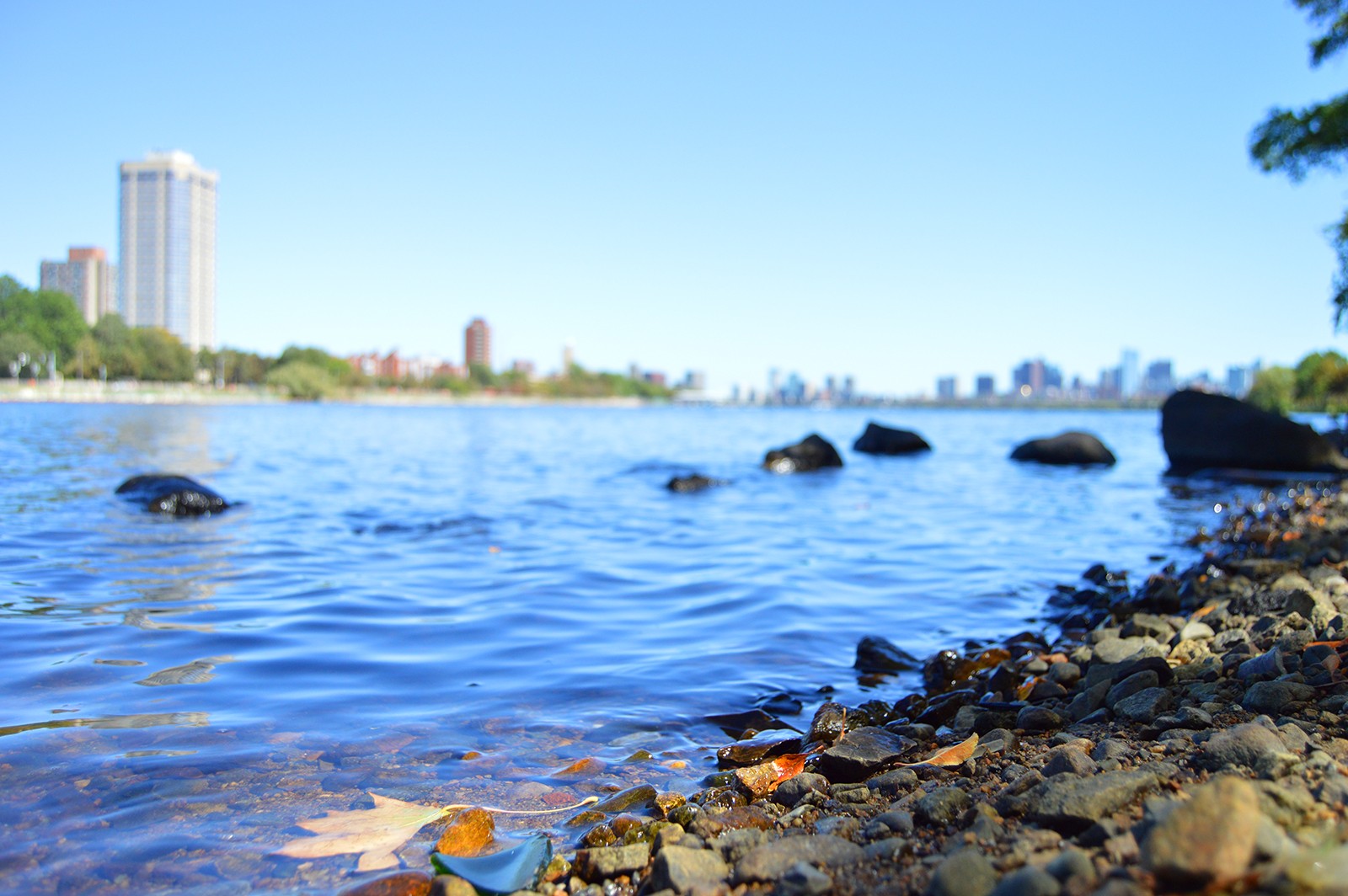 Environmental officials have warned residents to be cautious of their contact with the Charles River after an outbreak of a potentially harmful bacteria was discovered in some parts. PHOTO BY ERIN BILLINGS/ DAILY FREE PRESS STAFF 