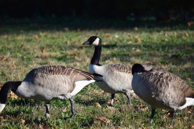 The Boston City Council held a hearing Tuesday to discuss the negative environmental impacts of Canada Geese in Boston. PHOTO BY ELLEN CLOUSE/ DAILY FREE PRESS STAFF 