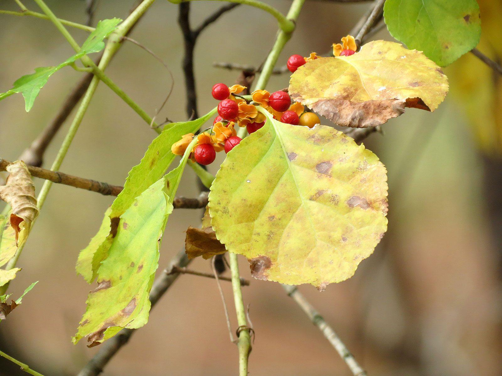 MassWildlife issued an advisory warning on the use of invasive plant species, such as the oriental bittersweet, in holiday decorations. COURTESY OF KATJA SCHULZ VIA FLICKR